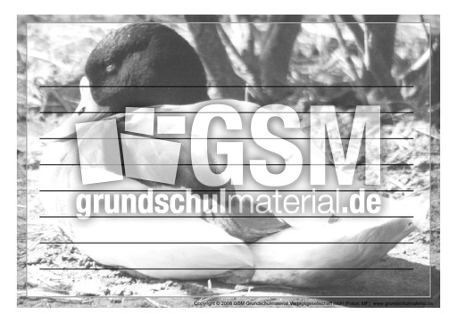 Schmuckrahmen-Brandgans-1.pdf